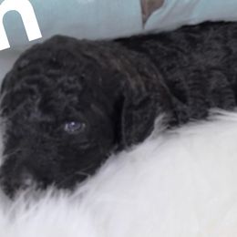 Girl 1 - Goldendoodle puppy in The Bay Area, California from Head Over Doodles