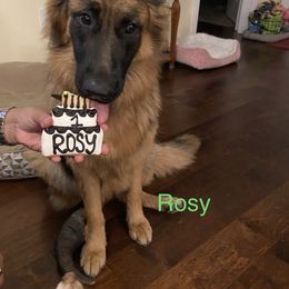 German Shepherd Puppies from Latti’s German Shepherds