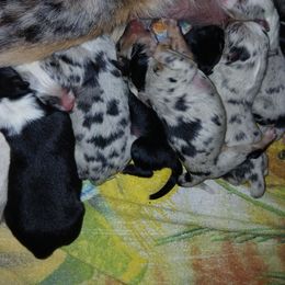 Australian Shepherd puppies from 5R Farms
