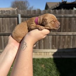 Girl 1 - Dark golden female Golden Retriever puppy in Hanford, California from Smith Family Goldens