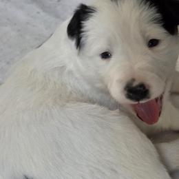Globe - Black and white female Border Collie puppy in Chino Valley, Arizona from Dog Pond Border Collies