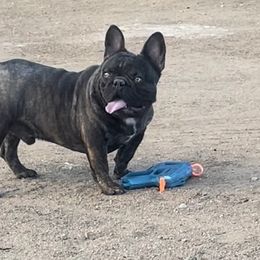 French Bulldog All Grown Up from High Desert King Bullies