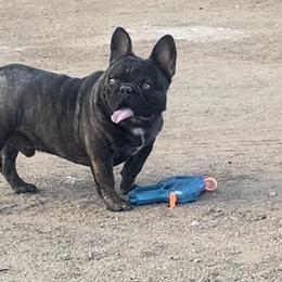 French Bulldog All Grown Up from High Desert King Bullies