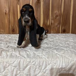 Clara - Black brown and white female Basset Hound puppy in Vinegar Bend, Alabama from Melanie's Basset Hounds