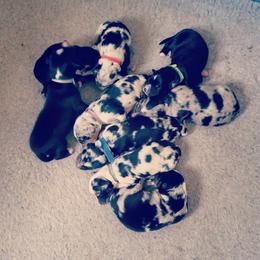 Miniature Australian Shepherd Puppies from Wonderland Aussies
