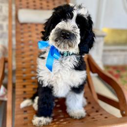 Farquaad - Black and white male Bernedoodle puppy in Mapleton, Utah from Natural Doodle Life