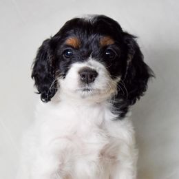 Opal - Black white and tan female Cockapoo puppy in Ellensburg, Washington from Dawn to Dusk Cockapoos