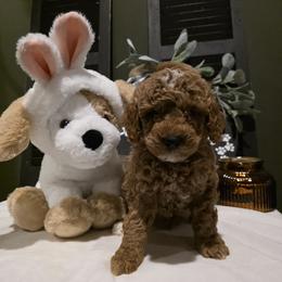 Bernedoodle, Goldendoodle, and Poodle Puppies from 4goldendoodles