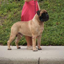 KEANU - Bullmastiff