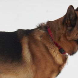 German Shepherds from Prairie Land German Shepherds