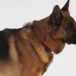 German Shepherds from Prairie Land German Shepherds