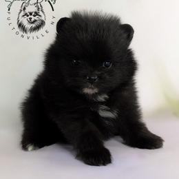 Mocha - Black female Pomeranian puppy in Fultonville, New York from Sandy Aussies & Pomeranians