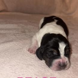 Peace - Black and white female Basset Hound puppy in Letcher, Kentucky from Hackers Appalachian Basset Hounds