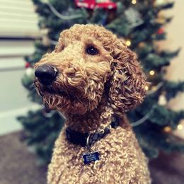Hazel - Labradoodle