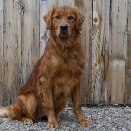 Golden Retriever All Grown Up from Jesse Hinckley's Golden Retrievers