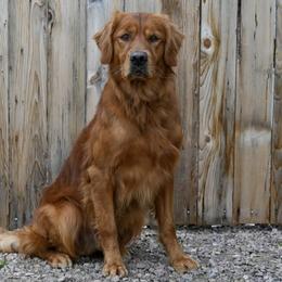 Golden Retriever All Grown Up from Jesse Hinckley's Golden Retrievers