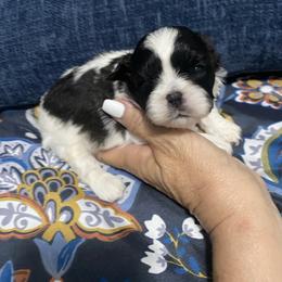 Bruno - Black and white male Shih Tzu puppy in Melbourne, Florida from Sassy Shih Tzu Puppies