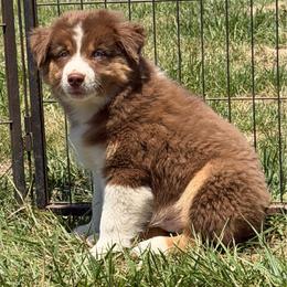 Daredevil - Red tri-color male Miniature American Shepherd puppy in Thomasville, North Carolina from TaraFox Miniature American Shepherds