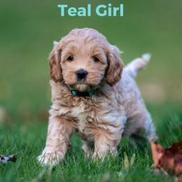 Girl 5 - Australian Labradoodle puppy in Darien, Connecticut from Nutmeg by the Sea Australian Labradoodles