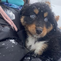 Australian Shepherd Puppies from NEK Aussies