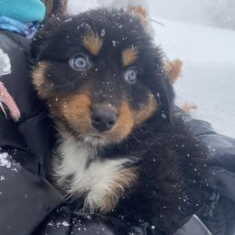 Australian Shepherd Puppies from NEK Aussies