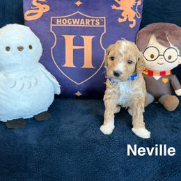 Neville - Apricot male Goldendoodle puppy in Conroe, Texas from Tails of Cypress