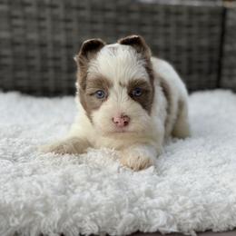 Chip - Chocolate, tan and white male Yorkshire Terrier puppy in Hardin, Texas from Katrinas puppies