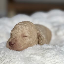 Simba - Apricot male Labradoodle puppy in San Antonio, Texas from I Love U Back Labradoodles, LLC