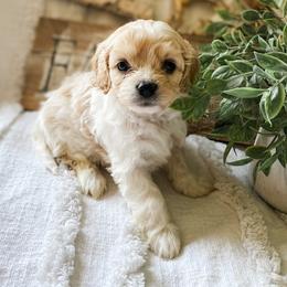 Cavapoo and Havapoo Puppies from Perfectly Playful Doodles