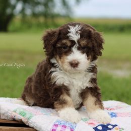 Douglas - Brown and white male Bernedoodle puppy in Lowry City, Missouri from Cooper Creek Puppies