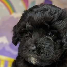 Cavapoos from Holly Mountain Puppies