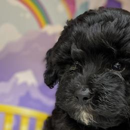 Cavapoos from Holly Mountain Puppies