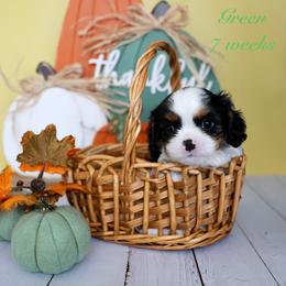 Green - Tri-color male Cavalier King Charles Spaniel puppy in Flagstaff, Arizona from Cadelia Cavalier King Charles Spaniels