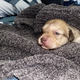 French Bulldog, Mal-Shi, Maltipoo, and Shih Tzu Puppies from NC Stellar Puppies