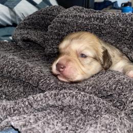 French Bulldog, Mal-Shi, Maltipoo, and Shih Tzu Puppies from NC Stellar Puppies