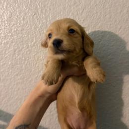Jenny - Cream female Dachshund puppy in Conroe, Texas from Dots Dachshunds