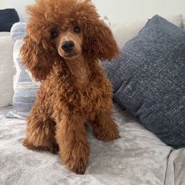 Boy 1 - Red  Poodle puppy in Kissimmee, Florida from Anna's Puppy Tales