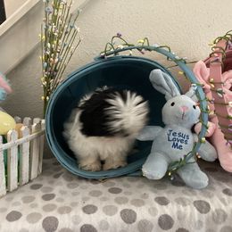 Shih Tzu Puppies from Little Lions West