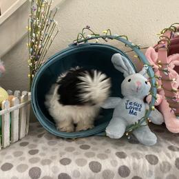 Shih Tzu Puppies from Little Lions West