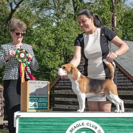 Beagles from Royal-Tea Beagles