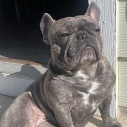 French Bulldogs from Deleon Family French Bulldogs