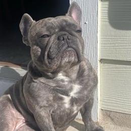French Bulldogs from Deleon Family French Bulldogs