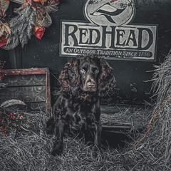 Boykin Spaniels and English Springer Spaniels from 31 Pines Springers & Retrievers