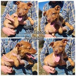 Girl 3 - Red female Australian Kelpie puppy in Bradford, Arkansas from Cedar Rock Heelers and Kelpies