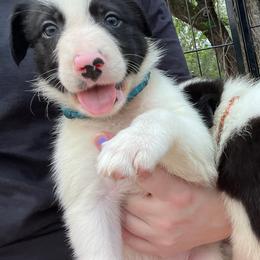 Bowen - Male - Black and white male Border Collie puppy in Avery, Texas from Willa Creek Border Collies
