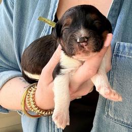 Mustang - Tri-color male Bernedoodle puppy in Denver, Pennsylvania from Greenview Puppies