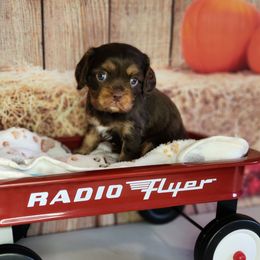 Chewy - Chocolate male Cavalier King Charles Spaniel puppy in Marshfield, Missouri from Clearview Kennels