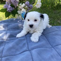 Coton de Tulear Puppies from Darryl's Cotons de Tulear