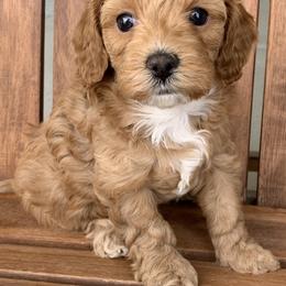 Cavapoo and Goldendoodle Puppies from Our Doodle Dwelling