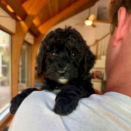 Girl 5 - Black and white female Bernedoodle puppy in Milford, Ohio from Doodle Duo